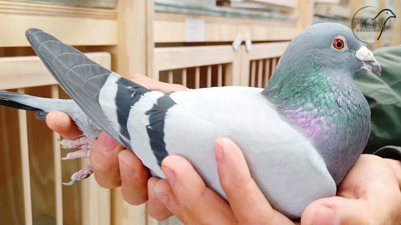 😱7 SIETE CASALES DE PRIMER NIVEL MUNDIAL. PARA DISFRUTAR JUNTOS. PALOMAS MENSAJERAS! 😱💪🕊️