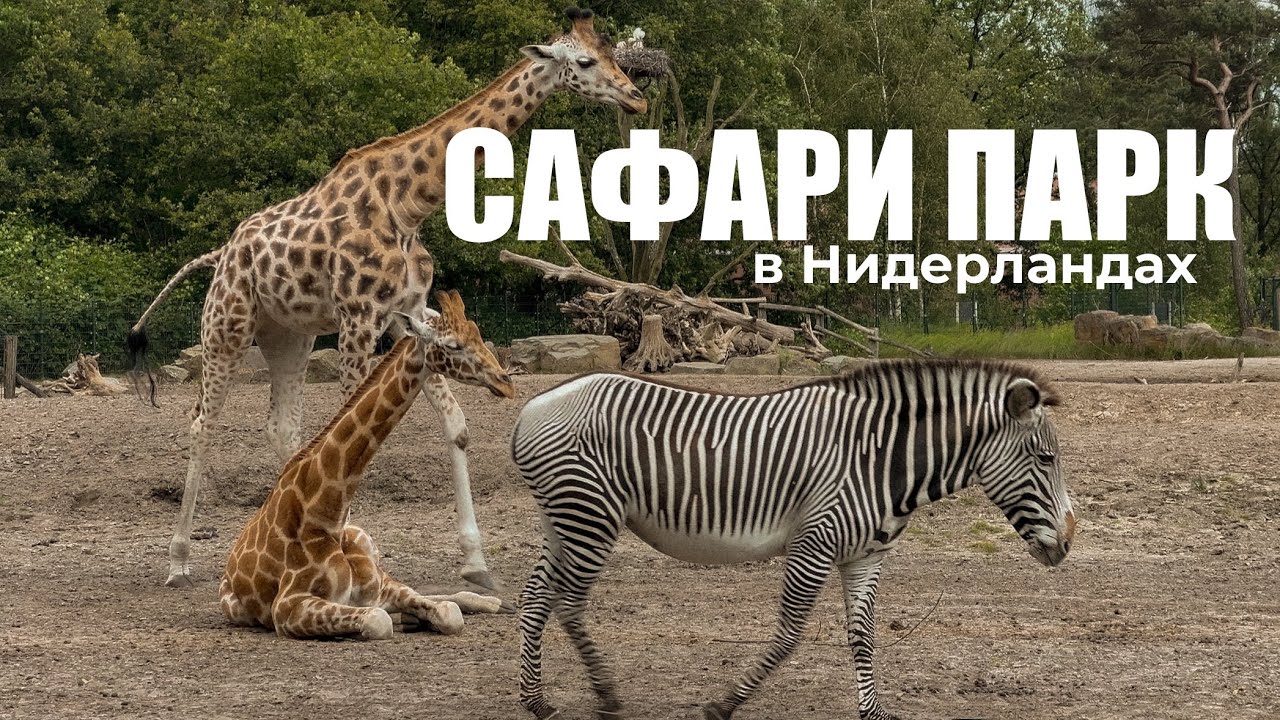 Едем в САФАРИ ПАРК в Нидерландах: как живут Дикие Животные без клеток?! 🦁🦒🦏
