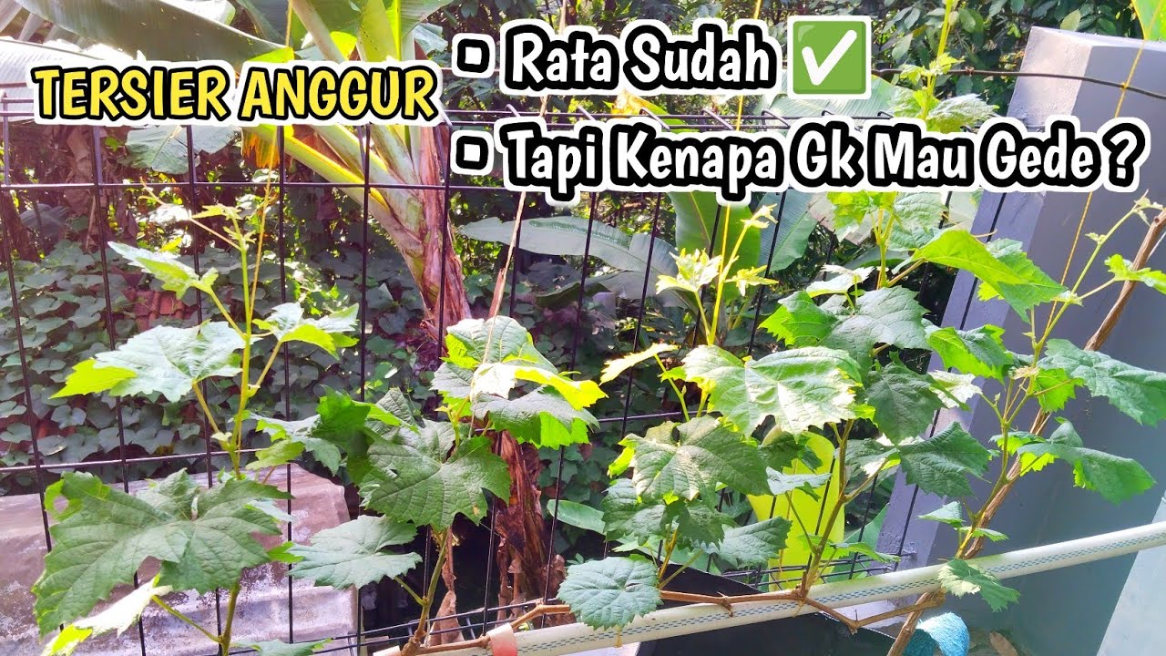 Tersier Anggur Sudah Rata, Sudah Axel Break, Tapi Gk mau Besar❓Kenapa Ya❓