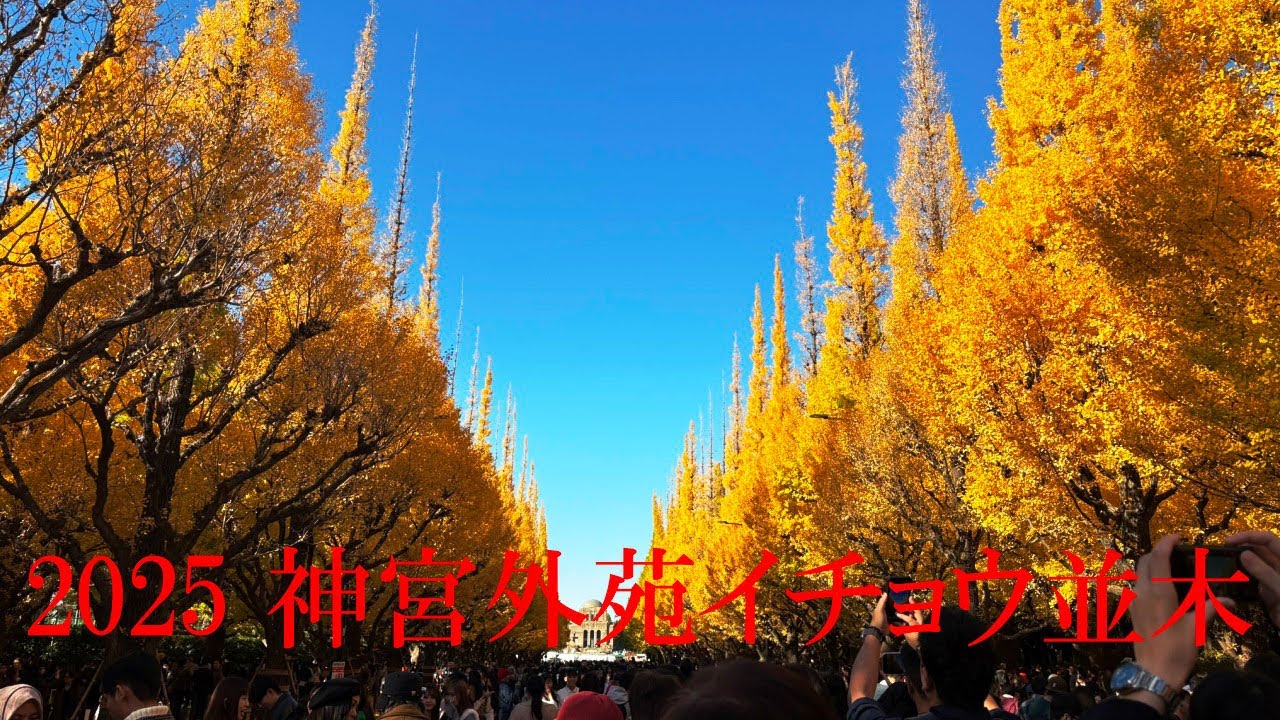 2025 神宮外苑イチョウ並木　～光り輝く黄葉でした