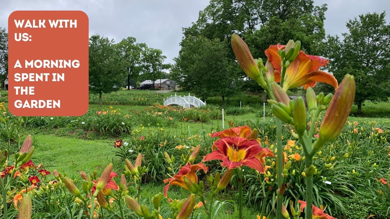 You've Gotta See These Daylilies!