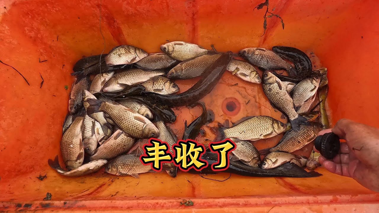 站起来了，今天渔获多多，最后一次抓鱼了