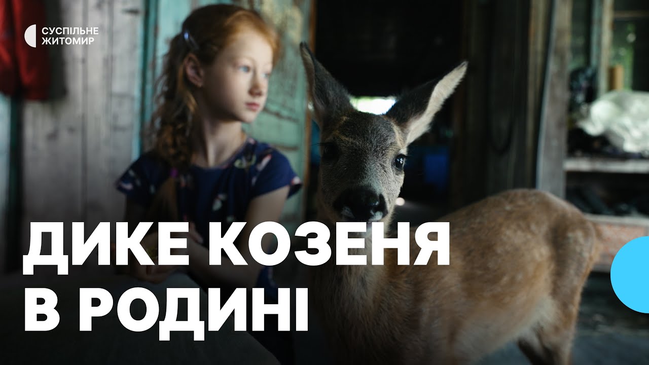 «Воно нам як дитятко» — у селі на Житомирщині у родині живе дитинча дикої козулі