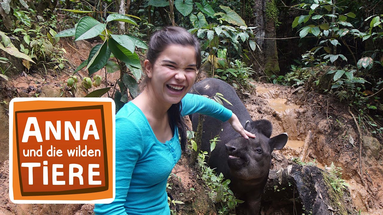 Ein Tapir geht baden | Reportage für Kinder | Anna und die wilden Tiere