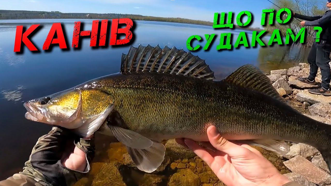 ✅КАНІВ, чи Клює СУДАК? Ловля Судака в Каневі✅