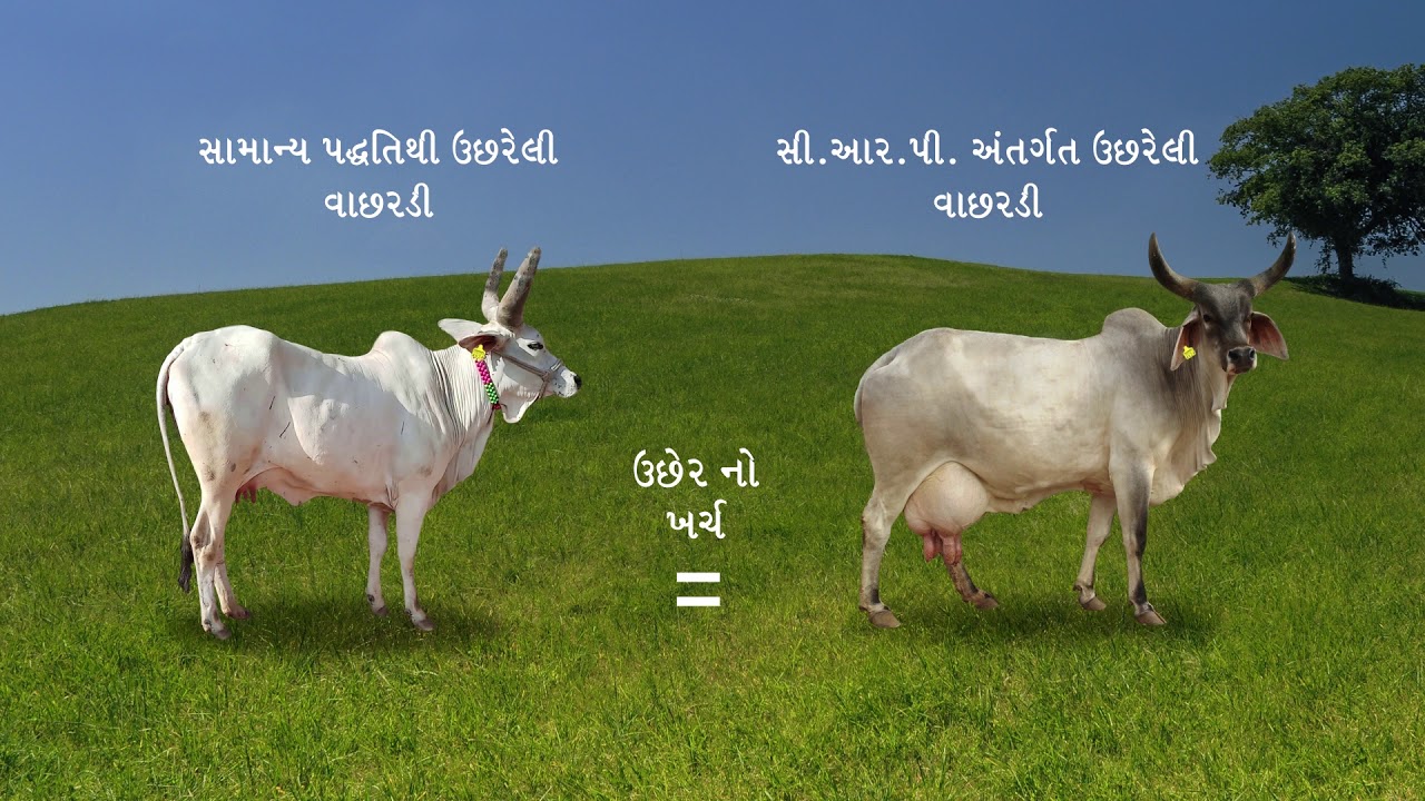 Calf Rearing Programme (Gujarati)