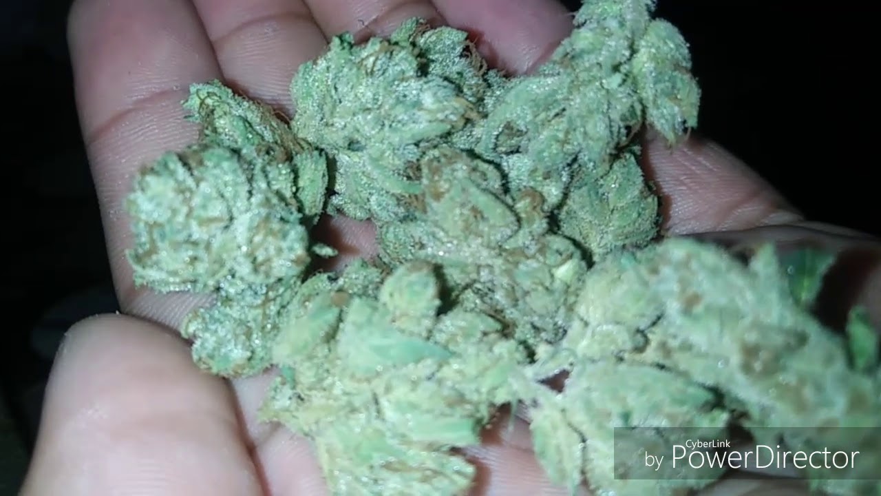 XXX OG Strain Review by Maven Genetics #howsithitting #weedperkswithskyworks #Mavengenetics