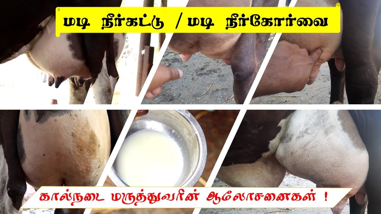 Udder edema | மடி நீர்க்கட்டு | Udder edema vs Mastitis | மடி நீர் கோர்வை | Treatment