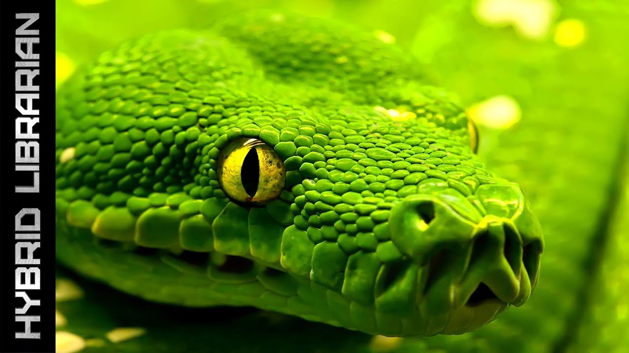 World's 10 Most Dangerous Snakes (with SnakeBytesTV)