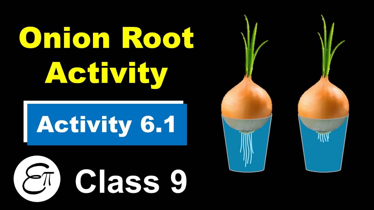 Onion Root Activity for Class 9 (ANIMATION) || Activity 6.1 in Hindi || Chapter - Tissues