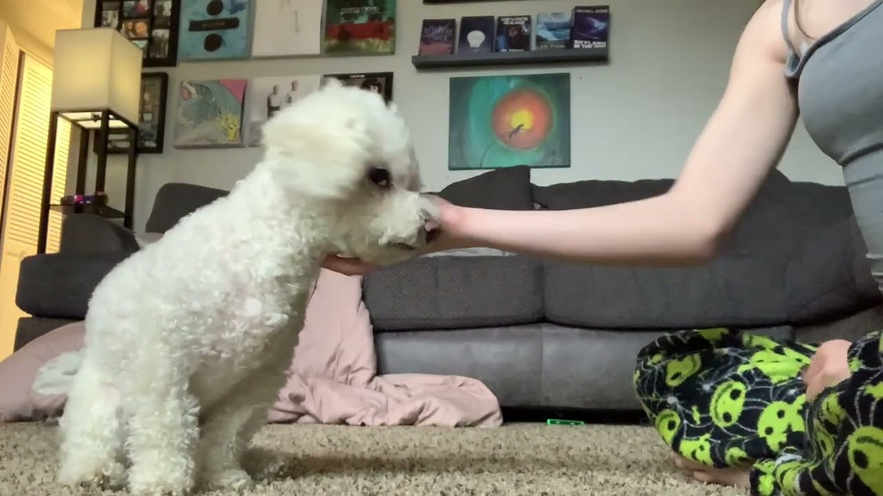 Showing my dog tricks