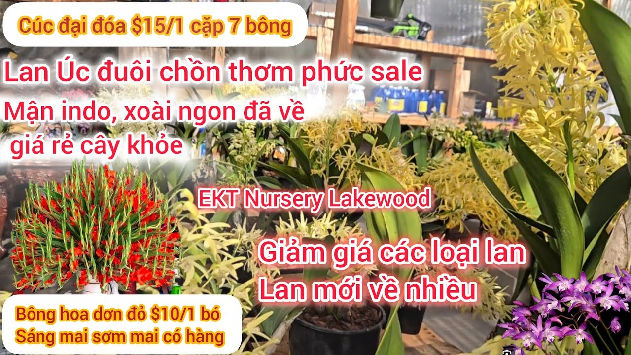 Cúc đại đóa siêu rẻ, các loại lan về nhiều, Lan Úc sale, xoài, Mận indo cây to khỏe giá rẻ kính mời