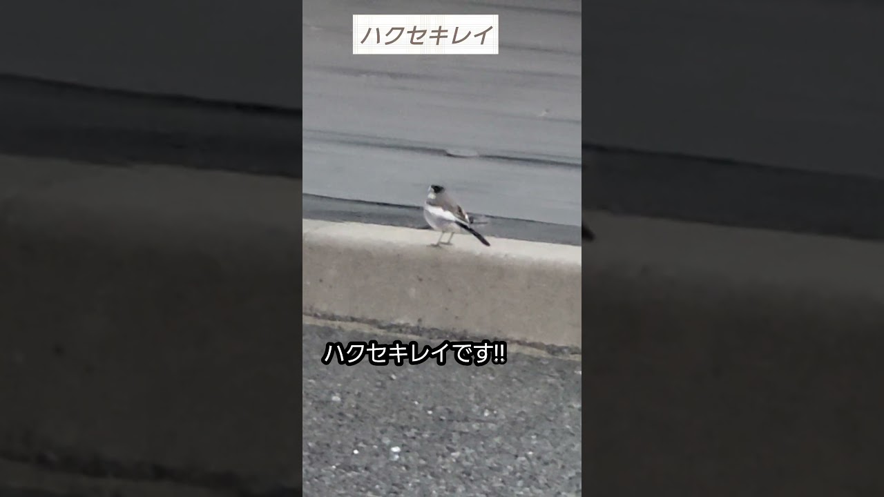 コンビニの駐車場にいた、ハクセキレイ‼