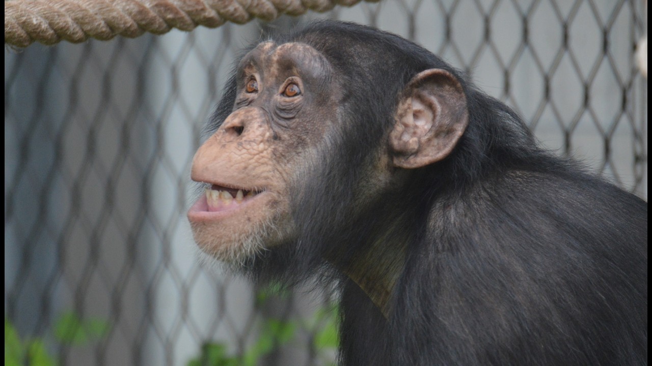 The chimps' first month outside!