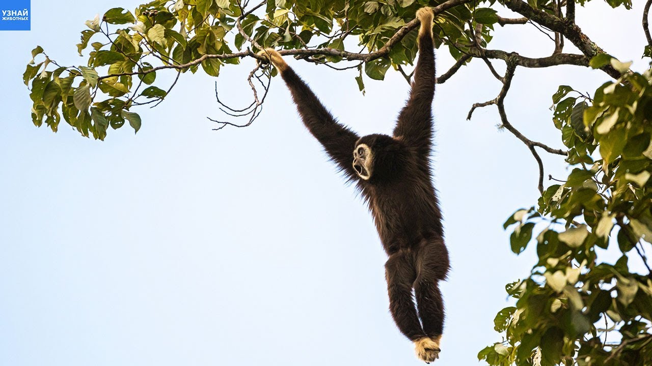 Обезьяны Гиббоны &ndash; Самые Лучшие Акробаты в Мире!