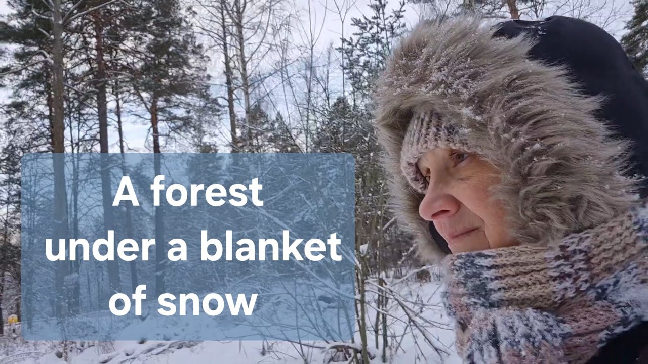 A forest under a blanket of snow