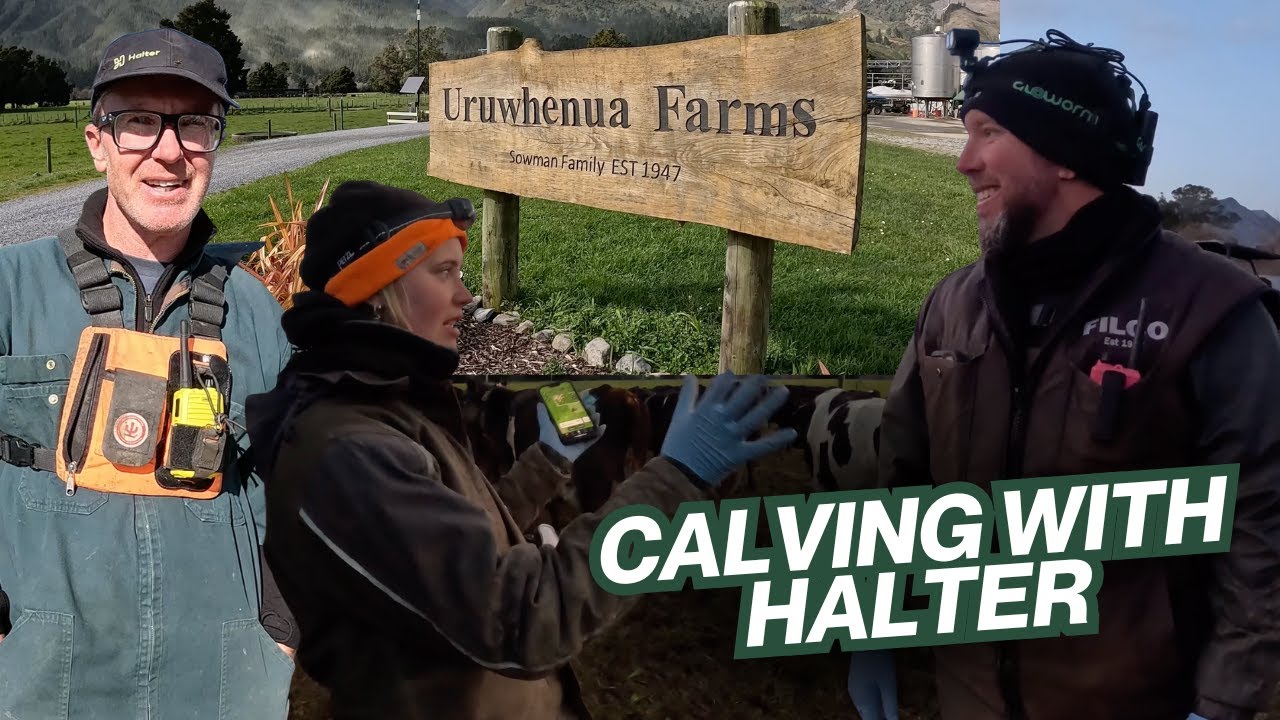 Halter on-farm: Calving at Uruwhenua Farms in Golden Bay NZ