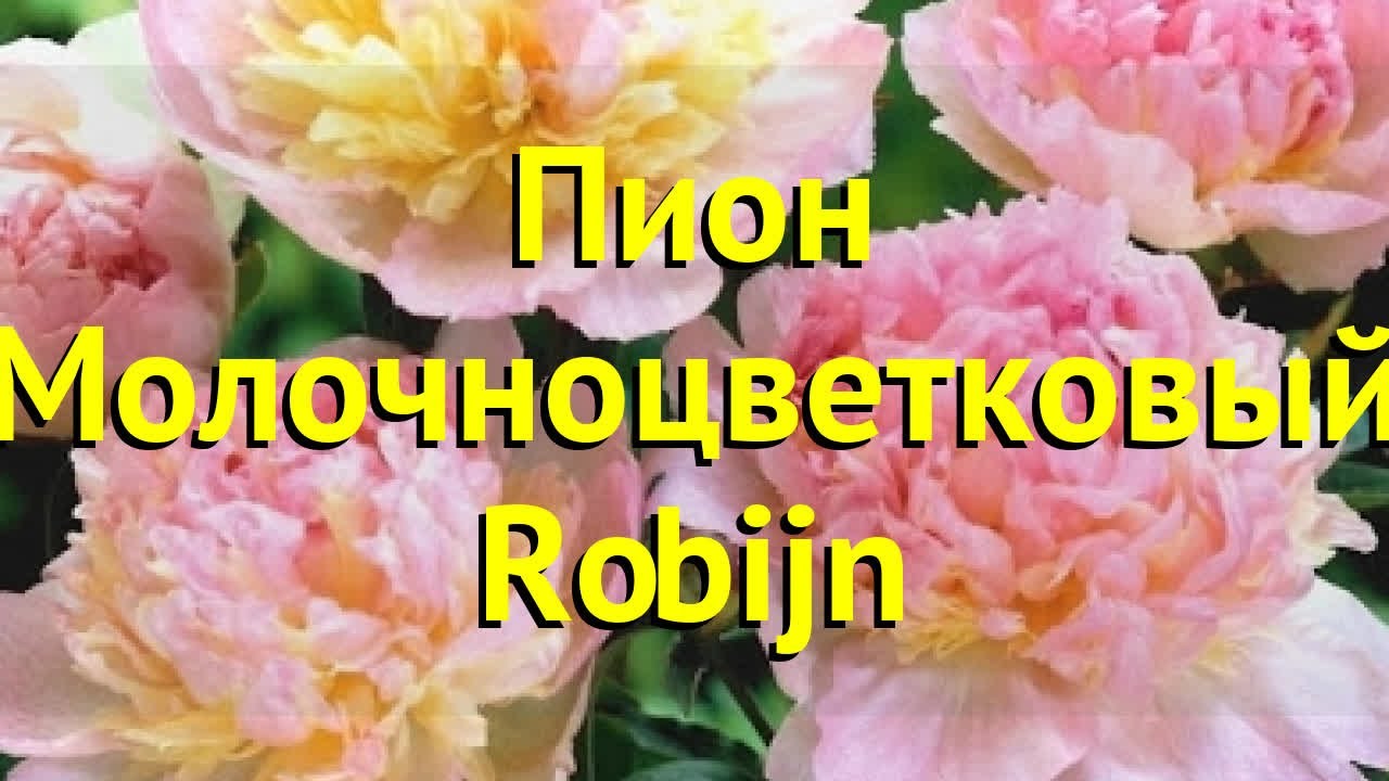 Пион молочноцветковый Робин. Краткий обзор, описание характеристик paeonia itoh Robijn