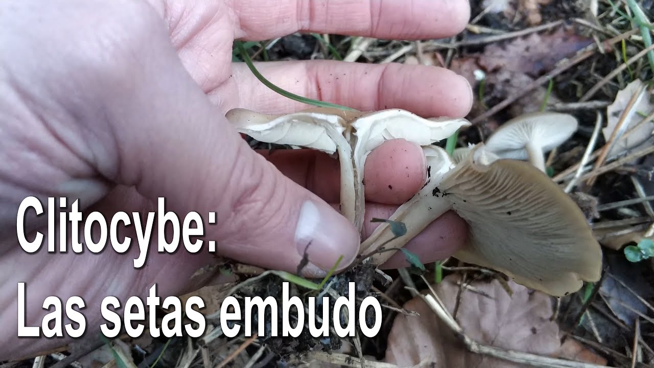 Clitocybe. Las setas embudo. Identificación y características del género.