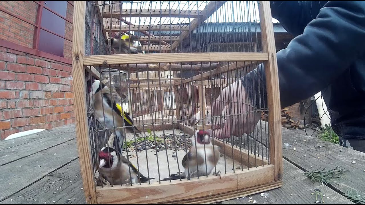 Ловля певчих птиц, щегол, 2021. Щеглы. Щеглы. Дом деревне. Birds of the Region. Птицы региона.