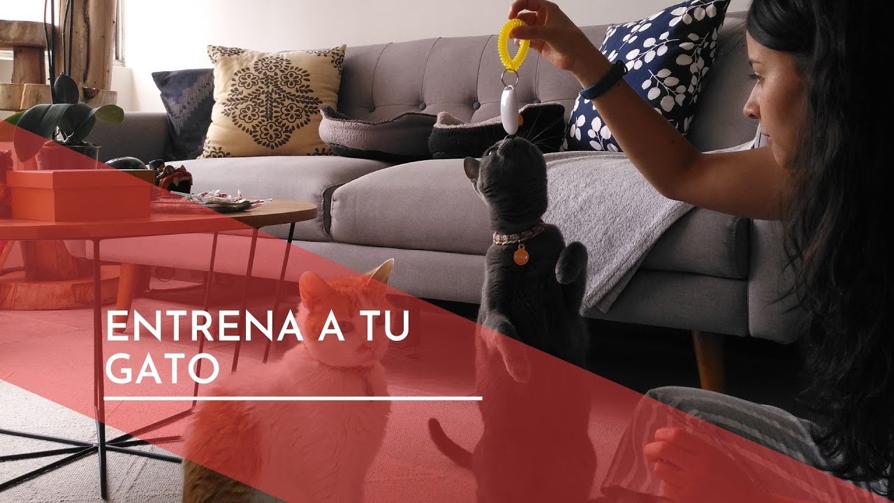 Tips básicos para entrenar a tu gato - cat traning