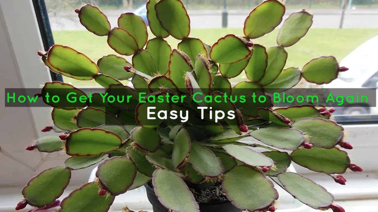 How to Get Your Easter Cactus to Bloom Again - Easy Tips