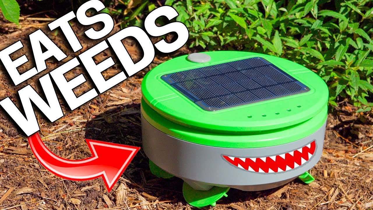 WEED EATING ROBOT for your Vegetable Garden - Tertill