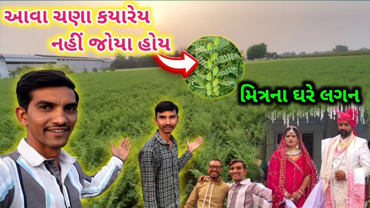 આવા ચણા ક્યારેય નથી જોયા 😍 || મિત્રના ઘરે લગ્ન || Life at Botad Village Vlogs 