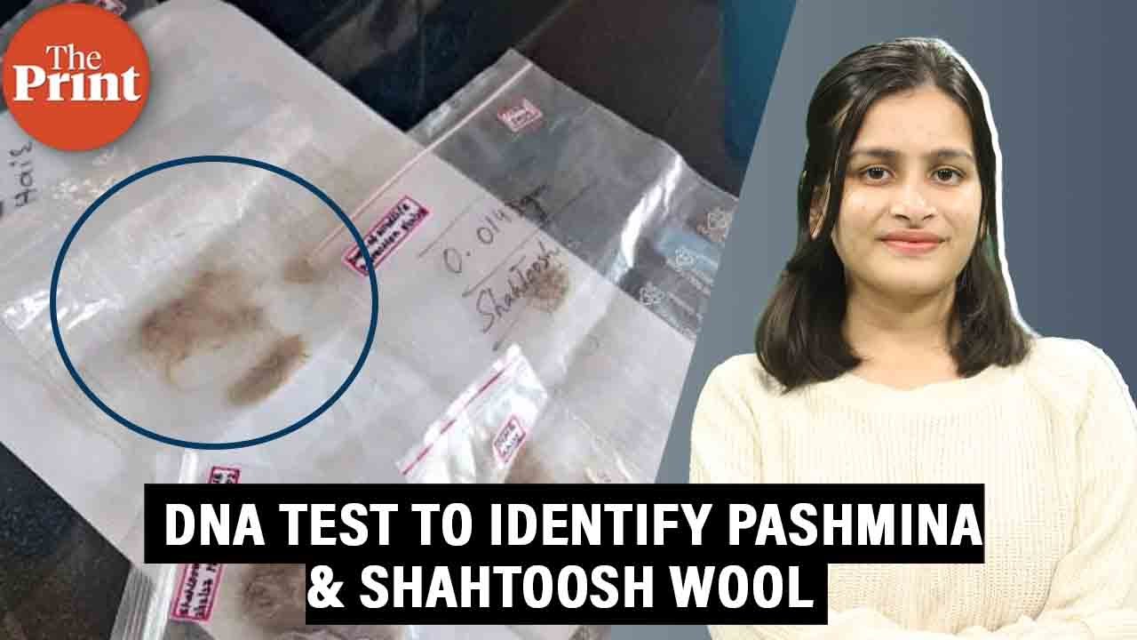 Pashmina or shahtoosh? Hyderabad's CCMB develops first-ever DNA test