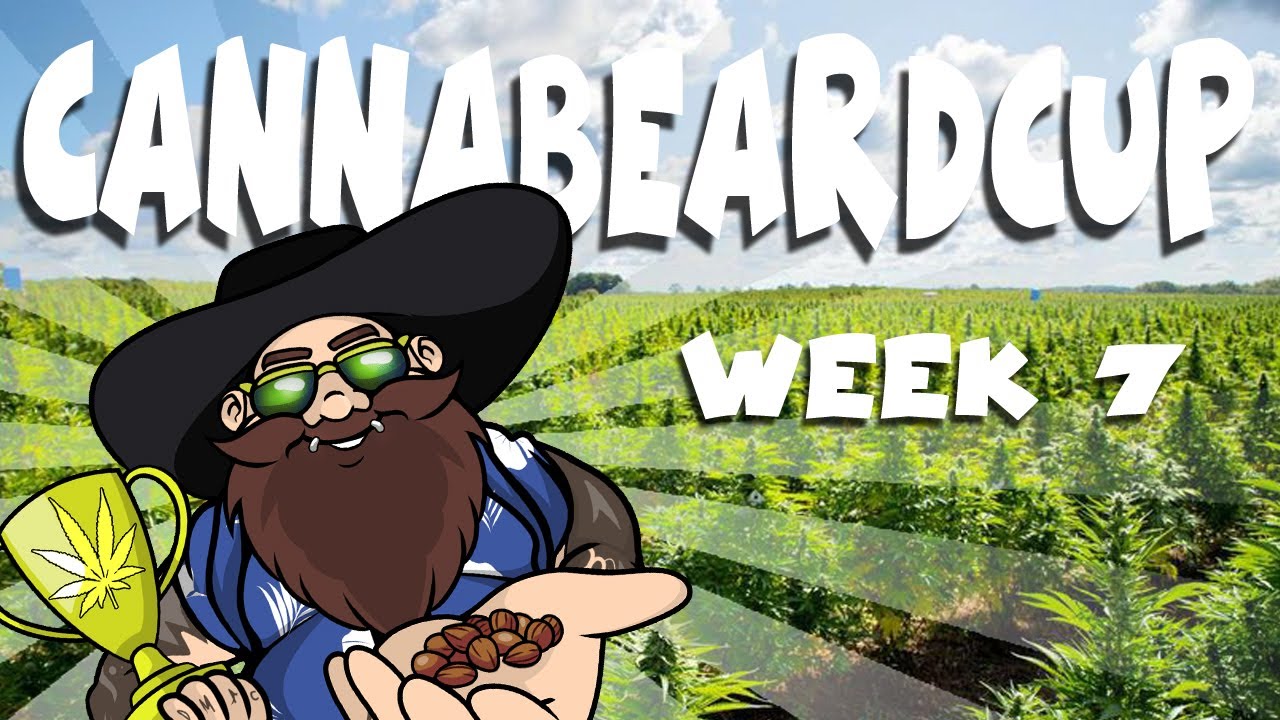 CANNABEARD CUP - cUpdate - week 7 - GoldLeaf Autoflower by ILGM