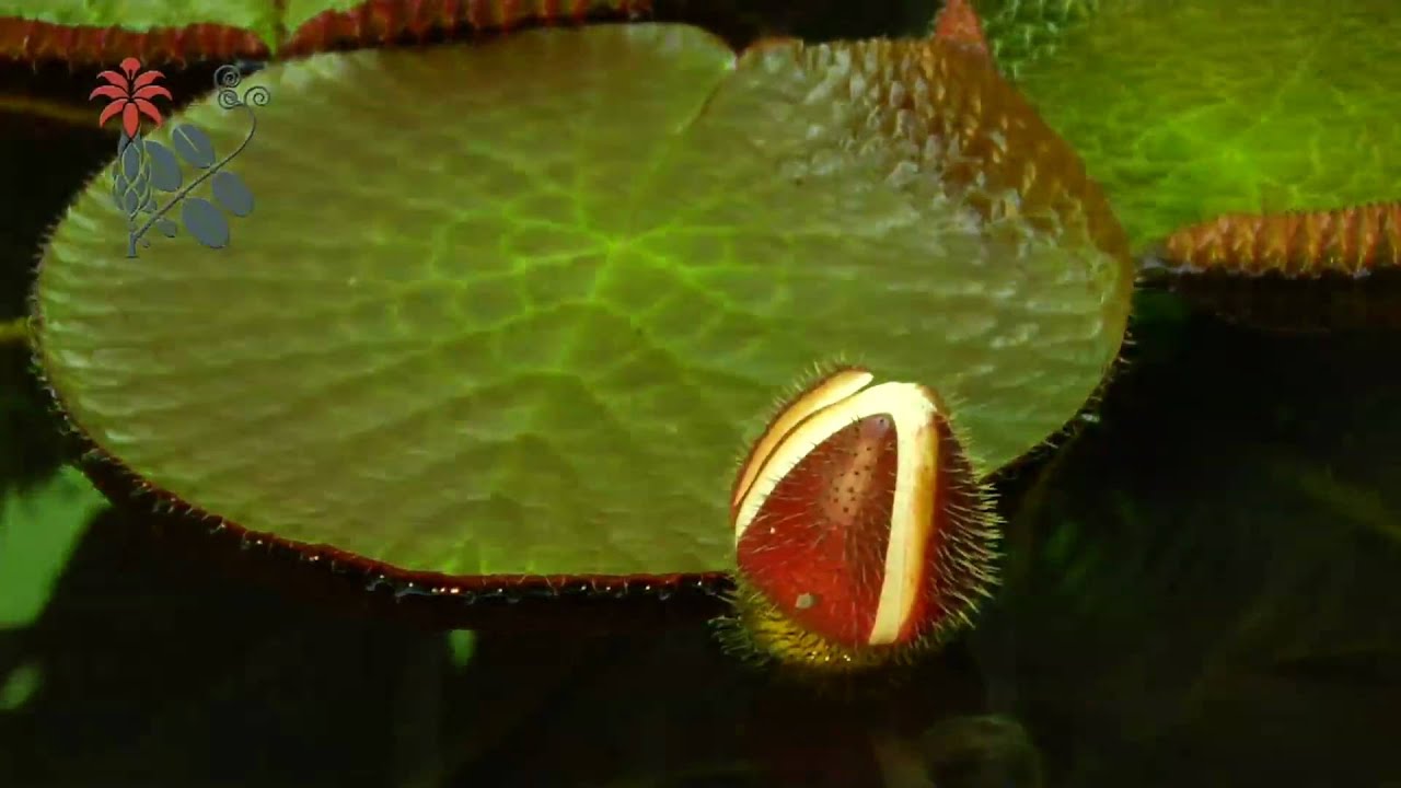 Victoria Amazonica jbb