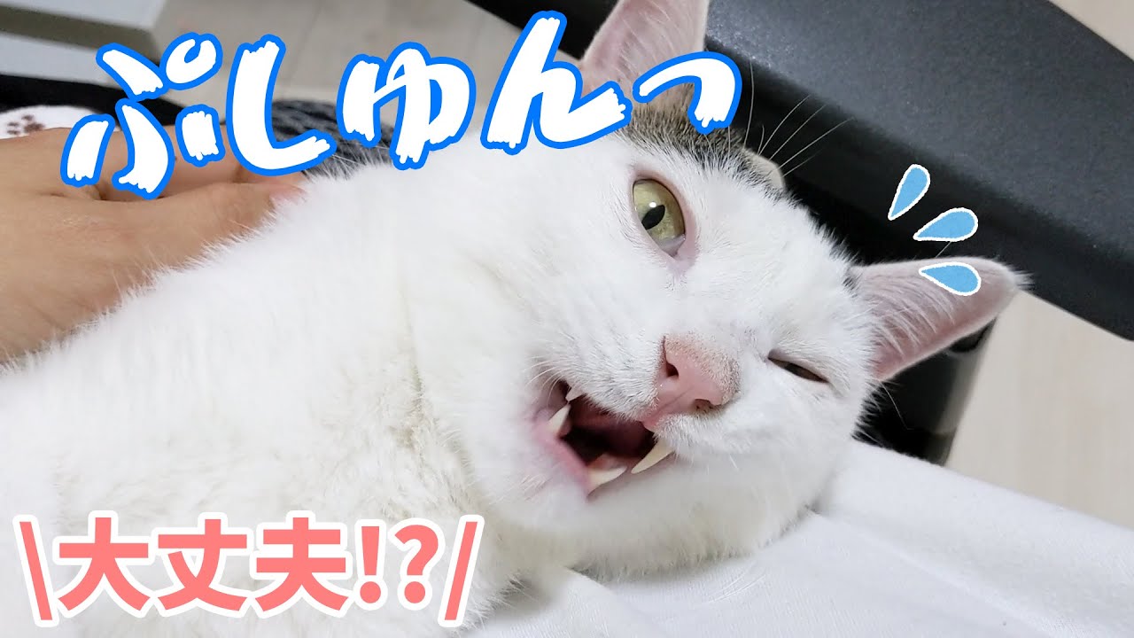 チロさんのクシャミの瞬間が撮れました！ｗ