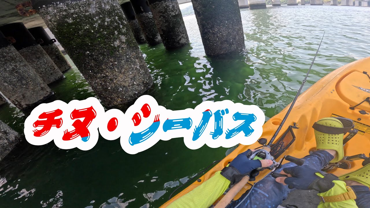 春のチヌ・シーバスは活性が高いようですよ