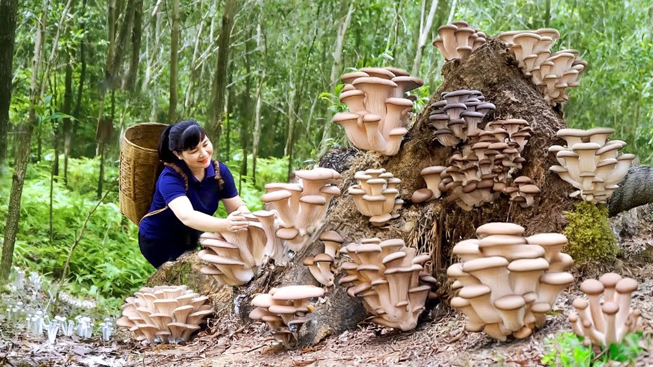 Beautiful Girl Harvest Mushroom & Goes To Market Sell || Harvesting, Selling And Cooking