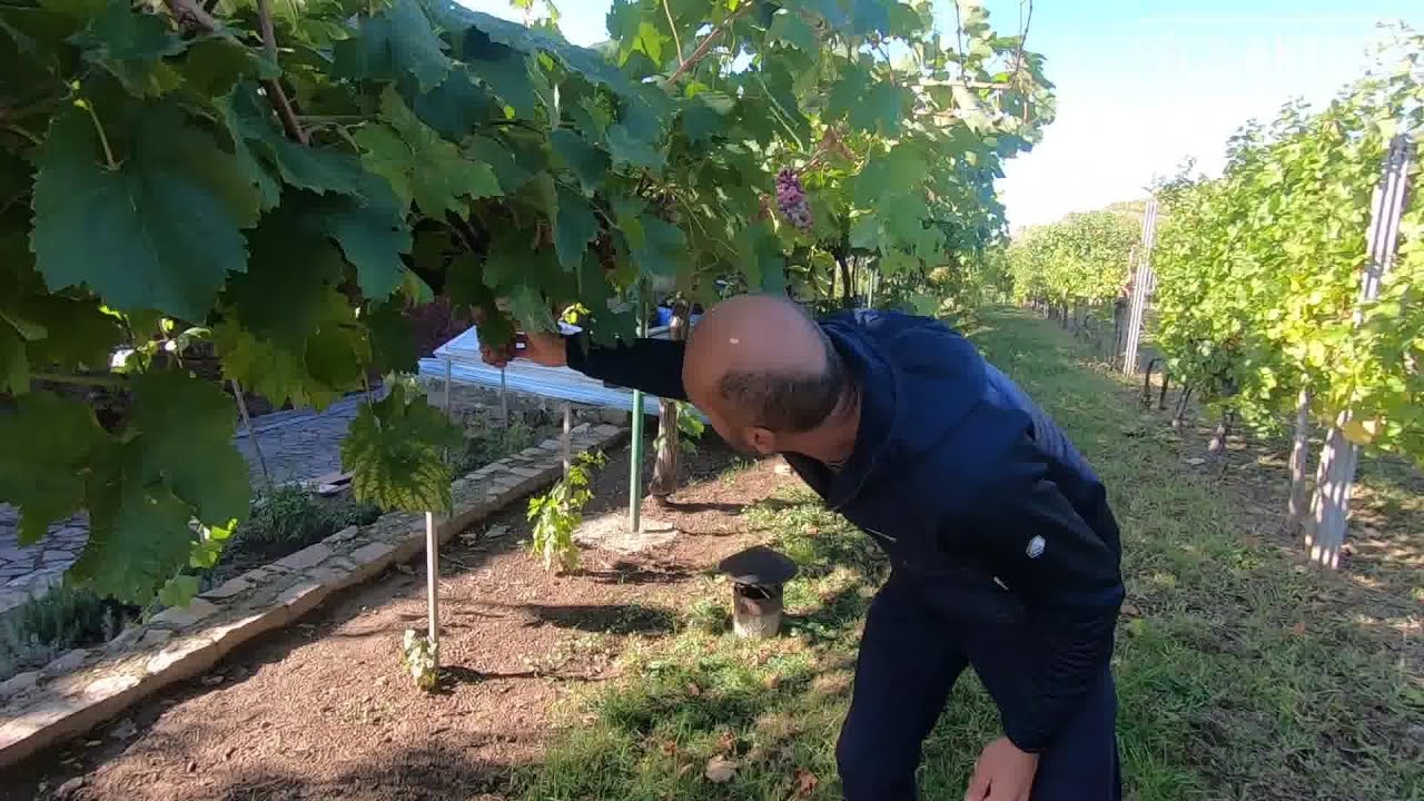 Különlegességek a PTE Szőlészeti és Borászati Kutatóintézetében