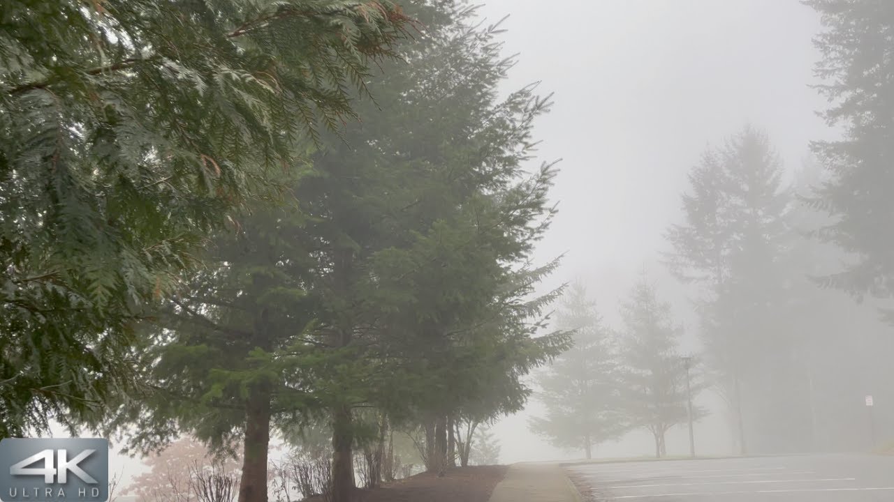 [4K] #ASMR Walk in Heavy Fog - Seattle