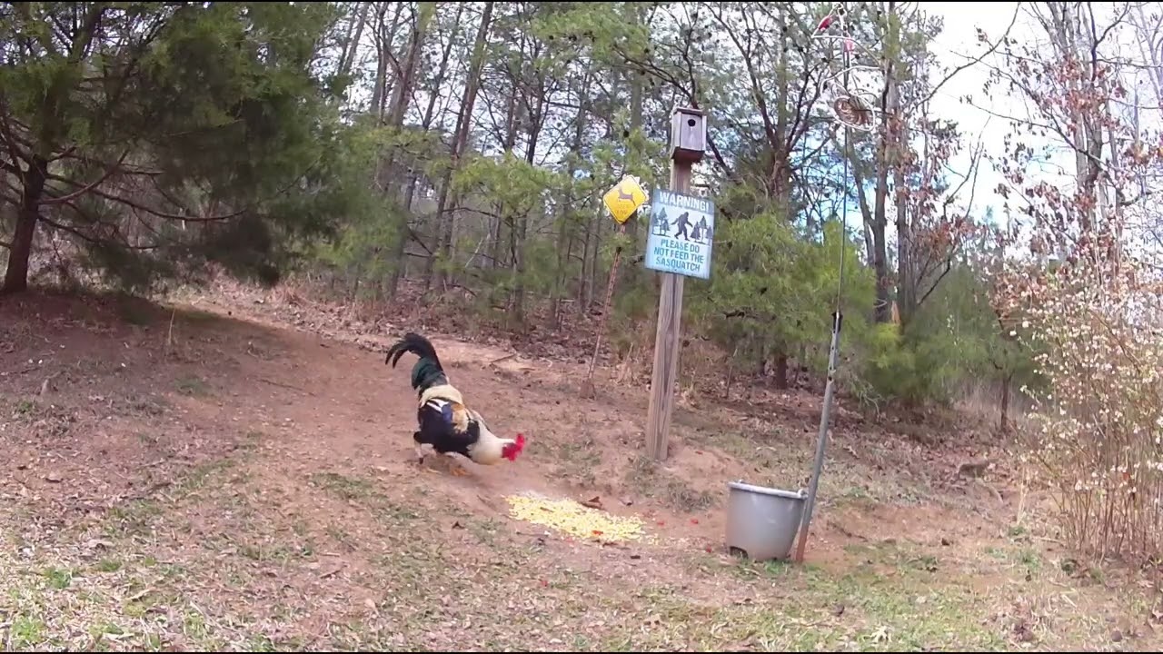 Rooster and squirrels. March 7, 2026. ￼