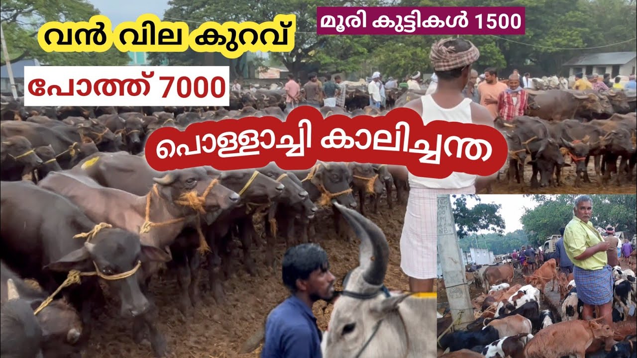 പൊള്ളാച്ചി കാലിച്ചന്ത l മലയാളികൾ ഏറ്റവും കൂടുതൽ എത്തുന്ന ചന്ത l cattle market