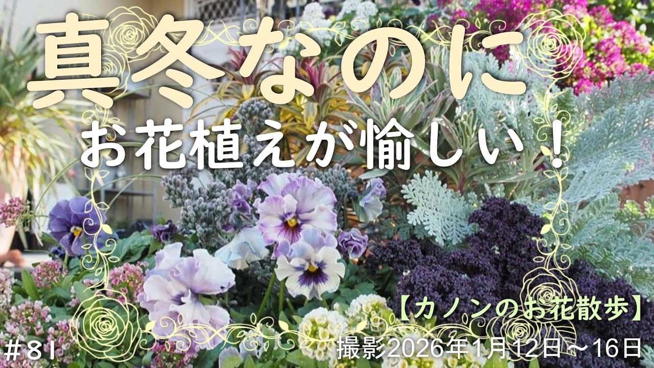 ＃81　真冬なのにコンテナ・バスケット・鉢の寄せ植えを愉しんでいます　弱ったり枯れたりしたお花を差し替えたり空いている鉢に植え込んだりなど　ガーデン雑貨のお店も紹介しています