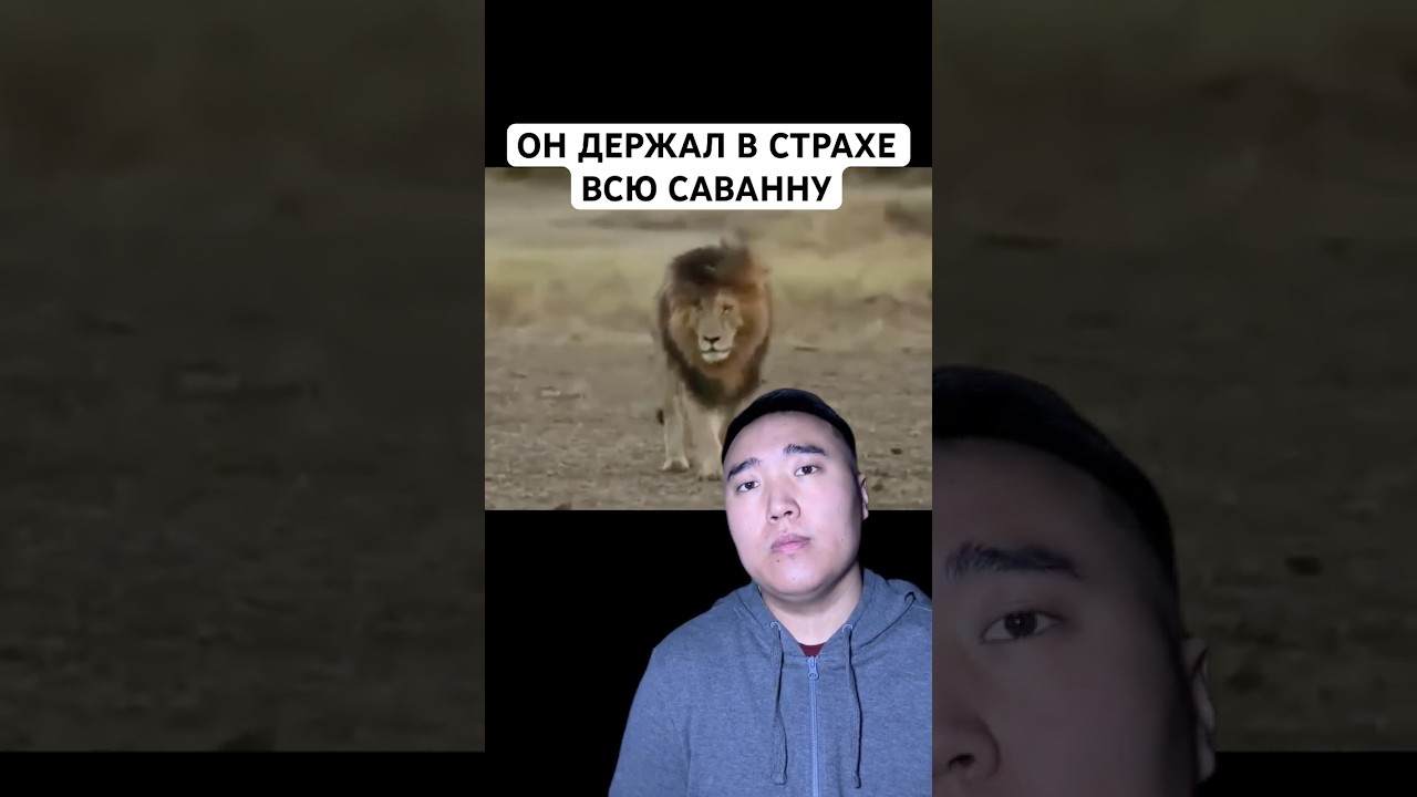 Самый Доминирующий Лев в Истории: Шрам (Scarface)