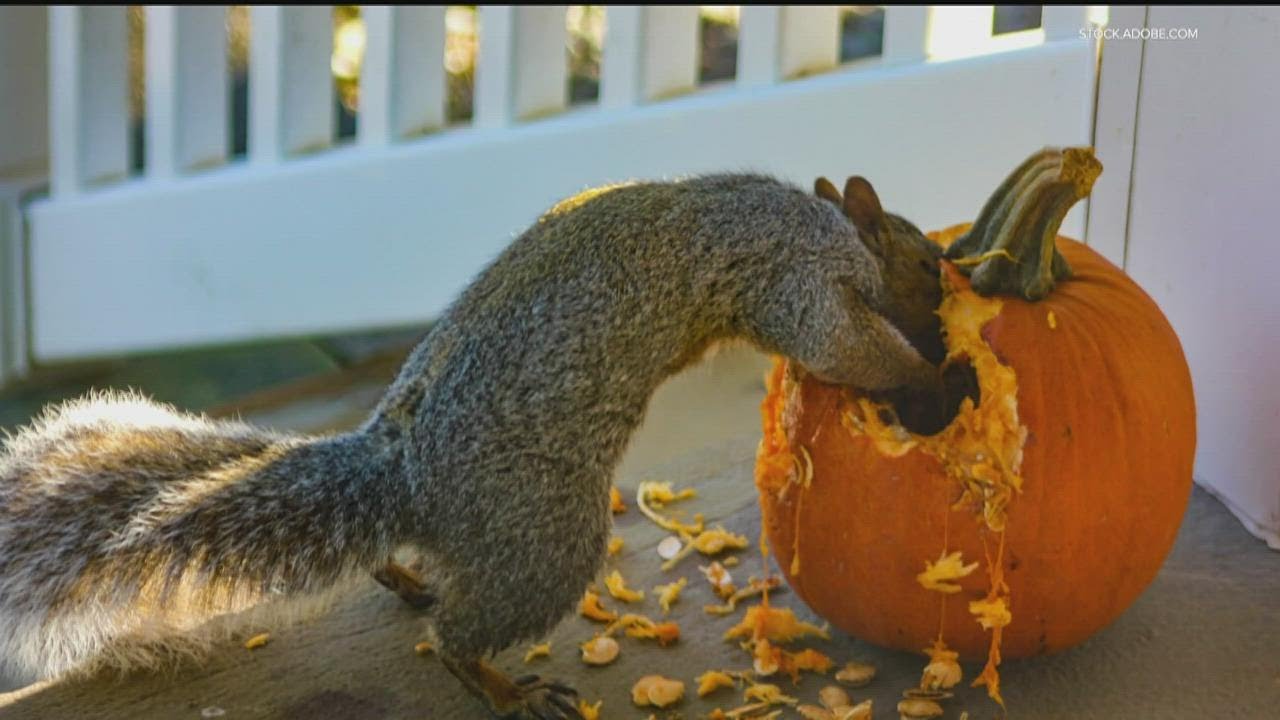 How to repurpose your pumpkin post-Halloween