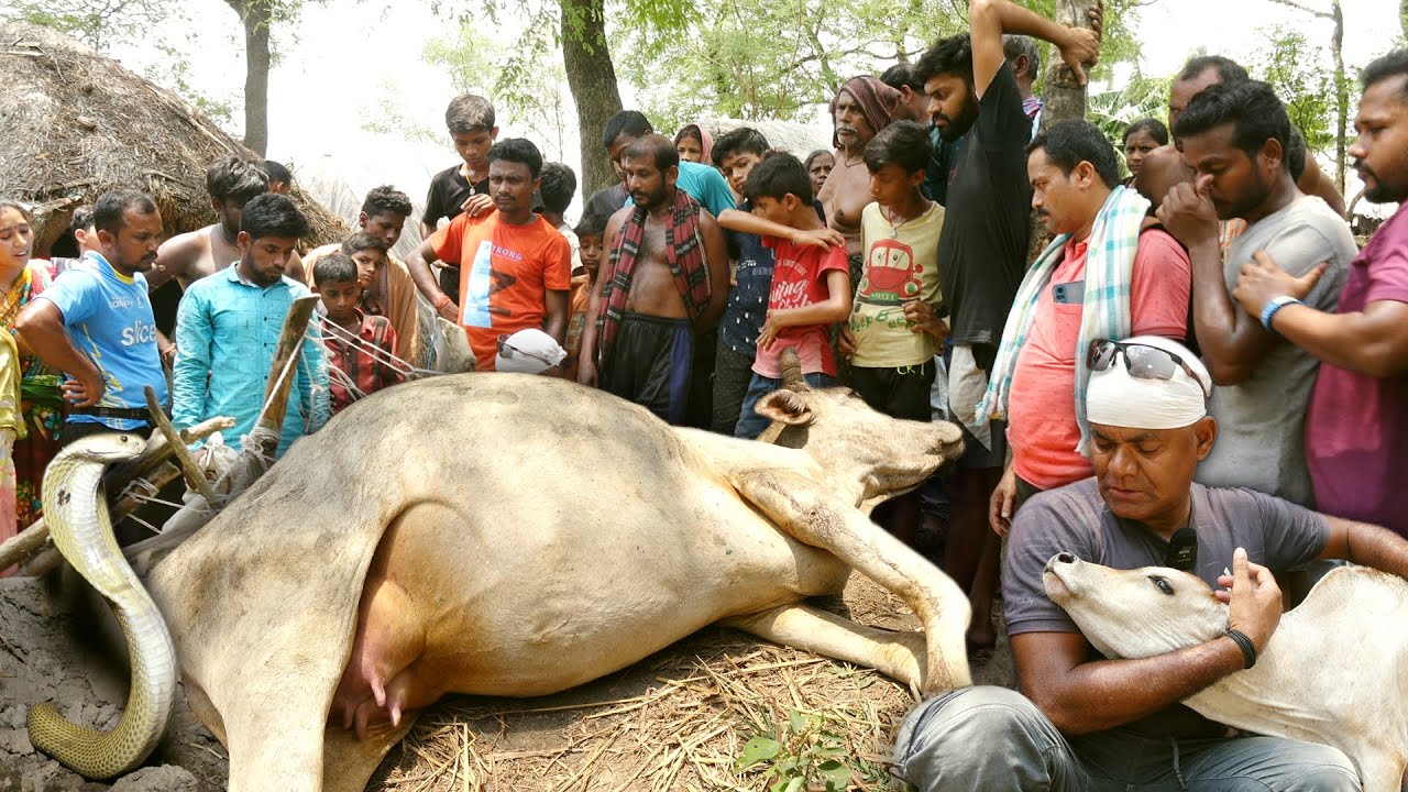 इस गांव में हुई बड़ी दुर्घटना,दुर्लभ गोल्डन कोबरा के डंसने से चंद मिनटों में गई जान Cobra kills Cow