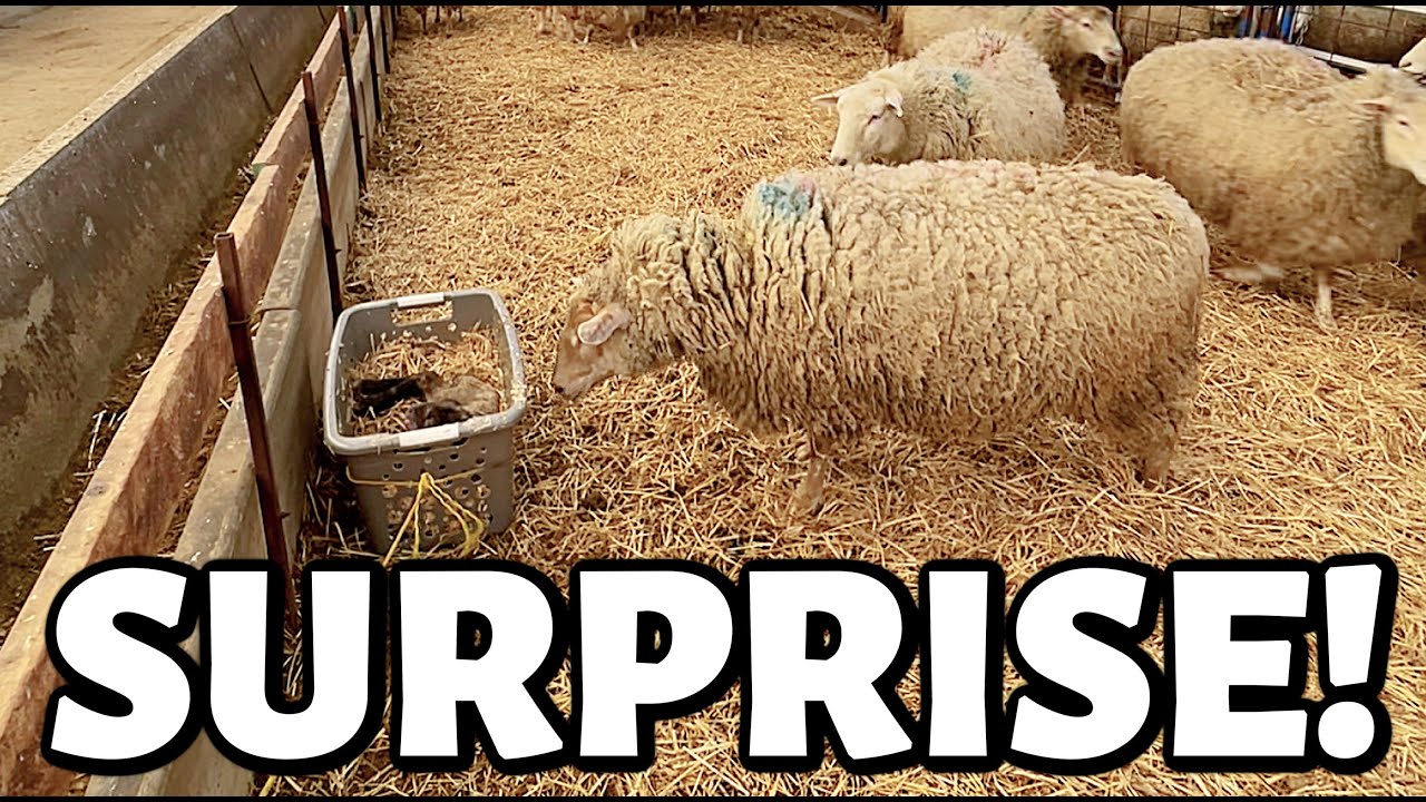 MAMA!!  EWE've got some explaining to do!!😱 | UNPLANNED PREGNANCY!!🤰🤱 | VLOGMAS 2021 | Vlog 527