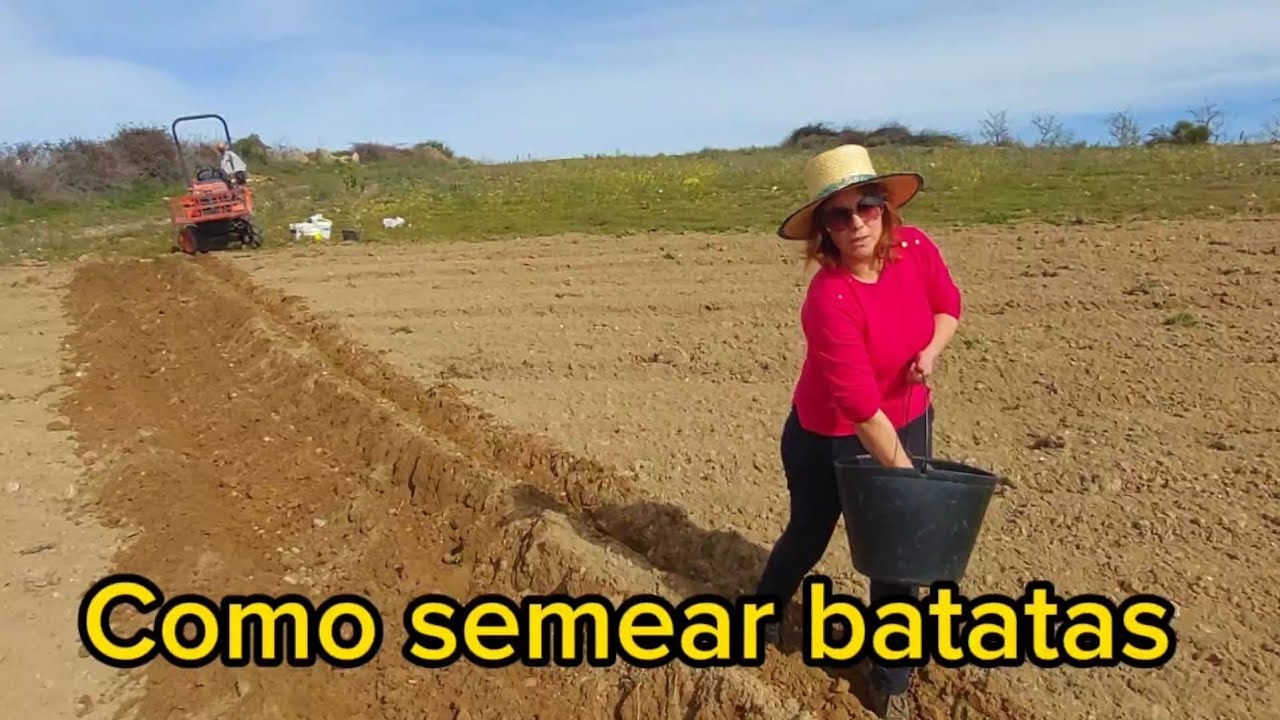Como semear batatas.