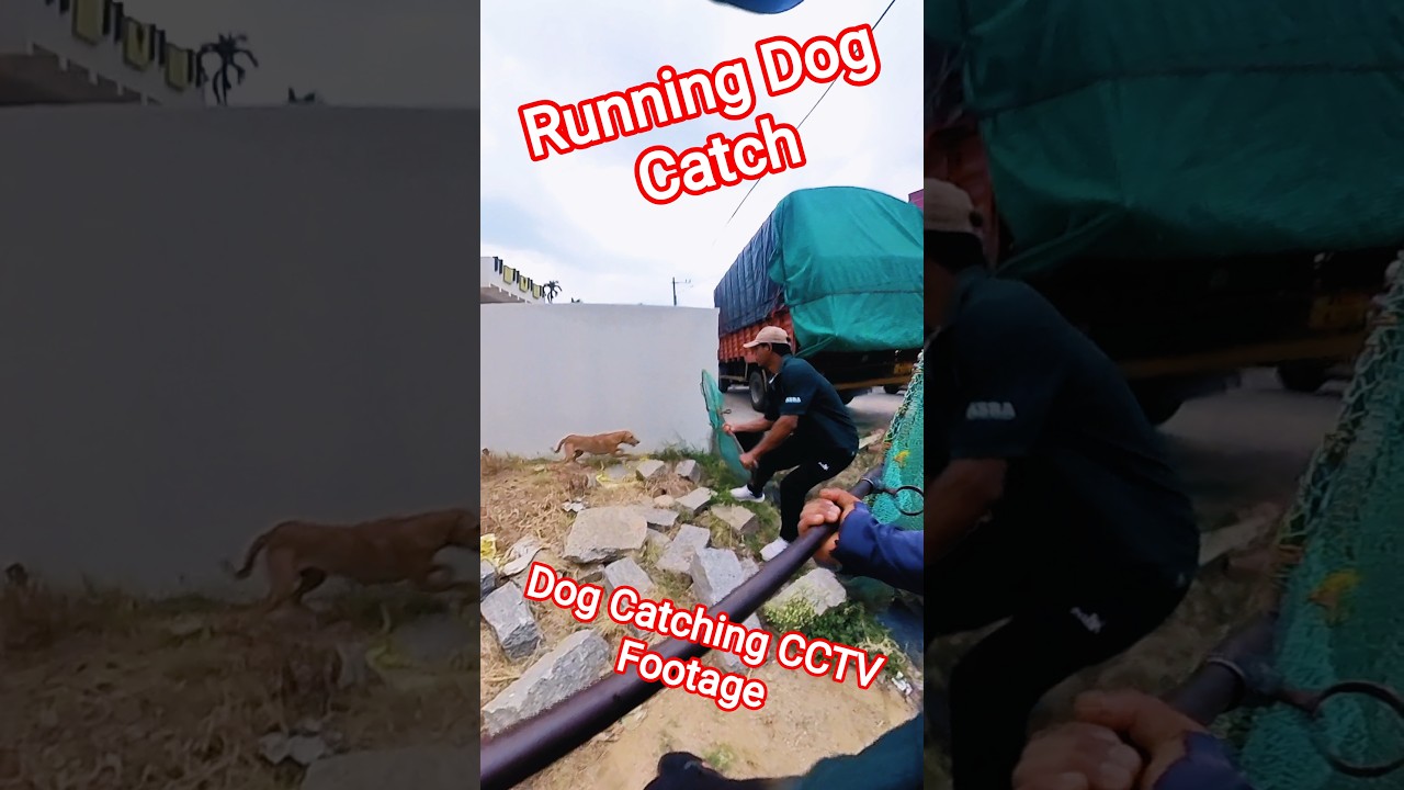 Street Dog Catching CCTV Footage #cctv #dog #rescue #streetdogrevival #amazing #catch