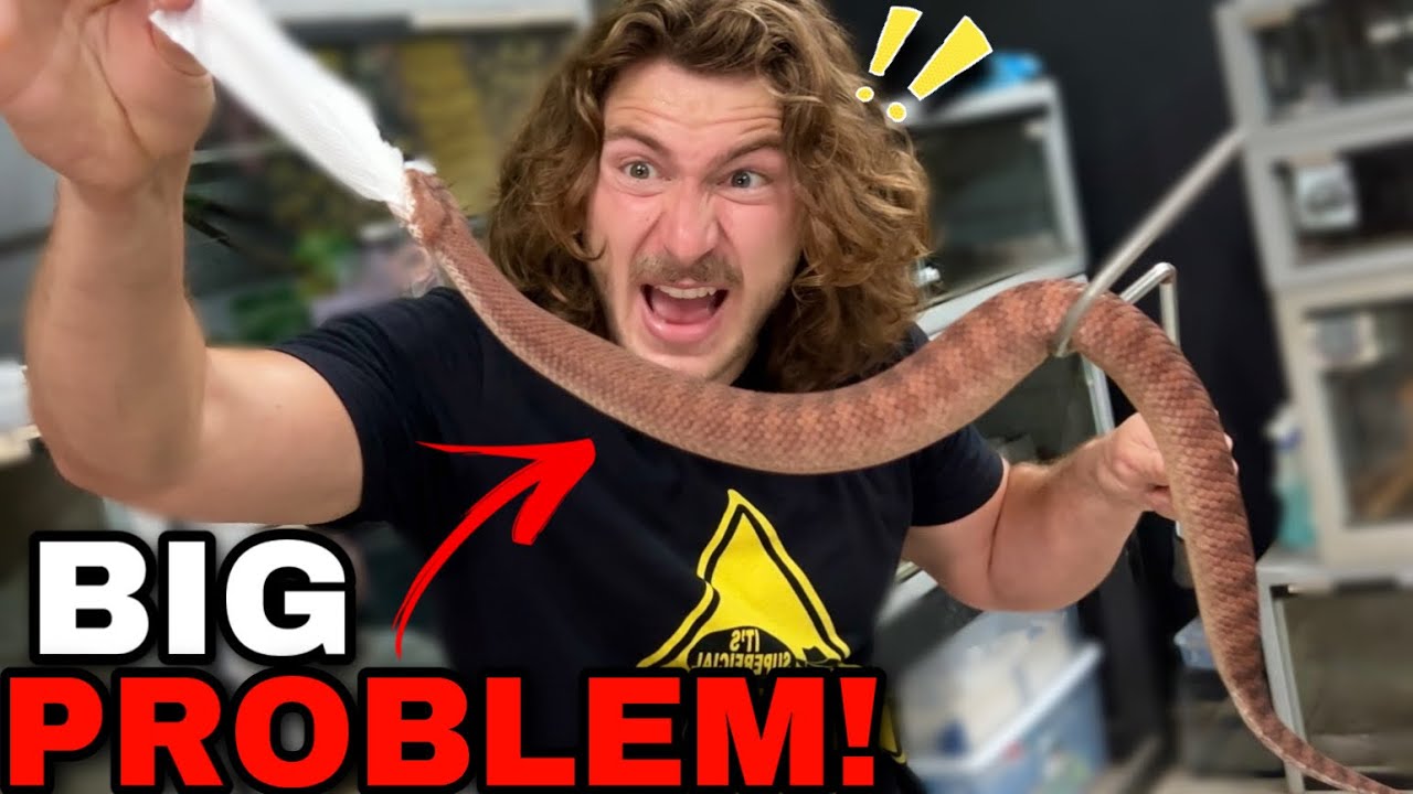 World's FASTEST Viper Needs HELP!