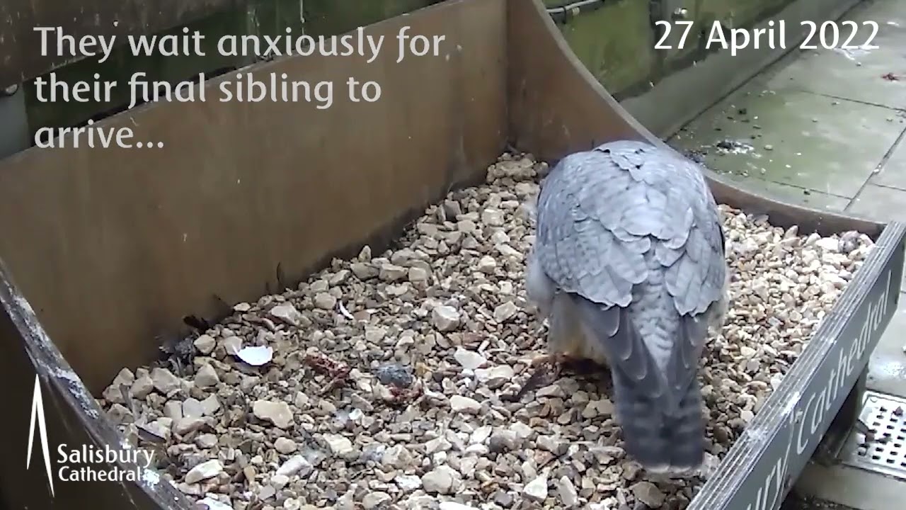 Salisbury Cathedral's Peregrine Falcons 2022