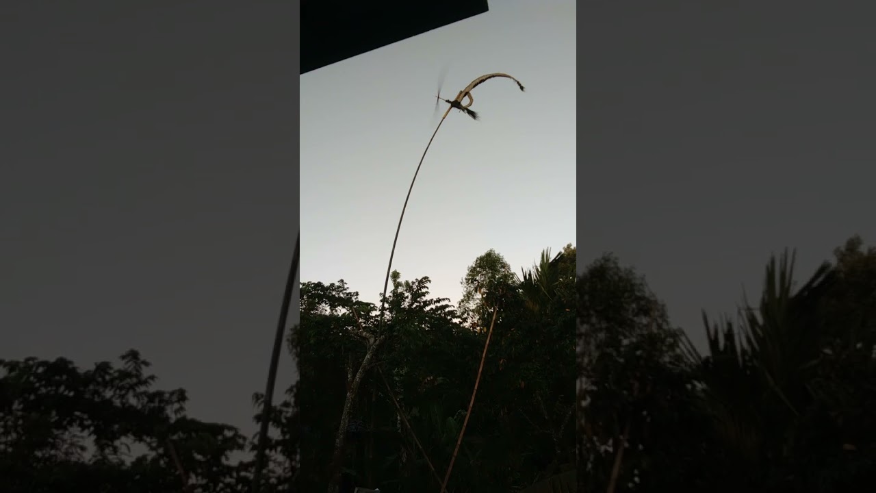 Balinese propeller, pindekan bali, gedig seloww🤘