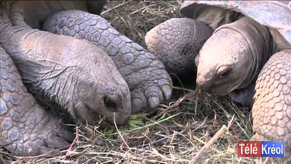 Reserve de tortue À Rodrigues