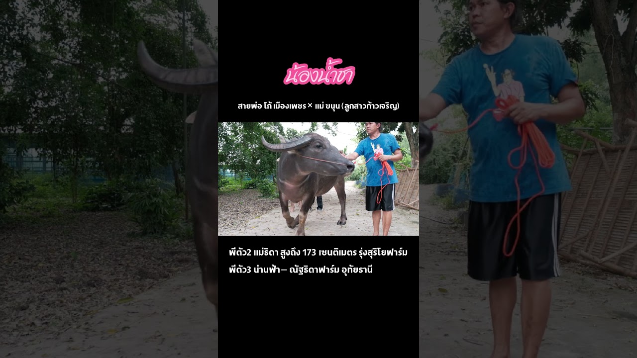 น้องน้ำชา พ่อ:โก้ เมืองเพชร  แม่:ขนุน  เเม่ธิดา ลูกตัวแรกสูง 173 น่านฟ้า ณัฐธิดาฟาร์มอุทัยธานี
